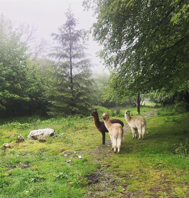 Y Boidy Bach Villa Llangranog Dış mekan fotoğraf