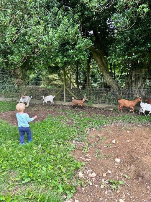 Y Boidy Bach Villa Llangranog Dış mekan fotoğraf